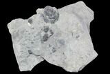 Elrathia Trilobite Cluster - Wheeler Shale, Utah #105578-1